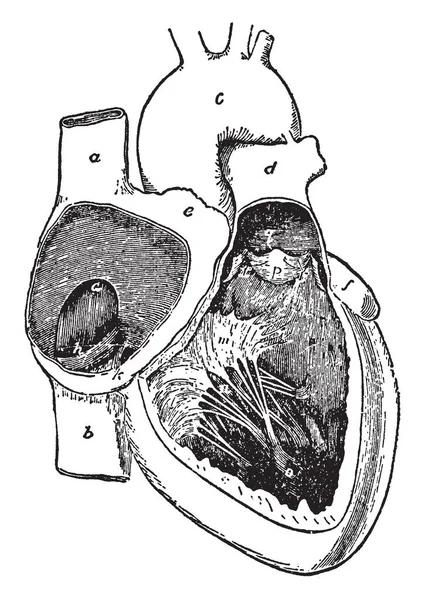 Diagramme Représente Les Cavités Côté Droit Cœur Dessin Ligne Vintage — Image vectorielle