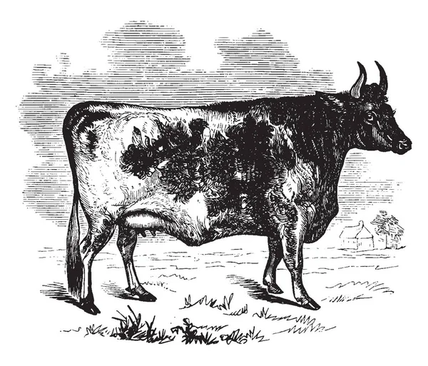 Vaca Kerry Pie Campo Dibujo Línea Vintage Ilustración Grabado — Archivo Imágenes Vectoriales