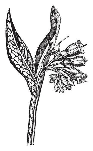 コンフリーとも呼ばれる Symphytum セイヨウタンポポの花画像を示しています それは有機性園芸の多くの薬効を持つ中重要なハーブと肥料を使用して ビンテージの線描画や彫刻イラスト — ストックベクタ
