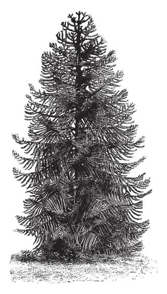 这是南洋杉衫的植物 也被称为南洋杉覆瓦状 在公共语言中 这种植物被称为猴子拼图 有小但很好扎根的植物 复古线条画或雕刻插图 — 图库矢量图片