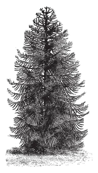 Araucaria olarak da bilinen Araucaria imbricate Araucana fabrikasıdır. Ortak dil, bu bitki bilinen maymun bulmaca gibi. Sitemizde de köklü bitkiler, vintage çizgi çizme veya oyma illüstrasyon küçük.
