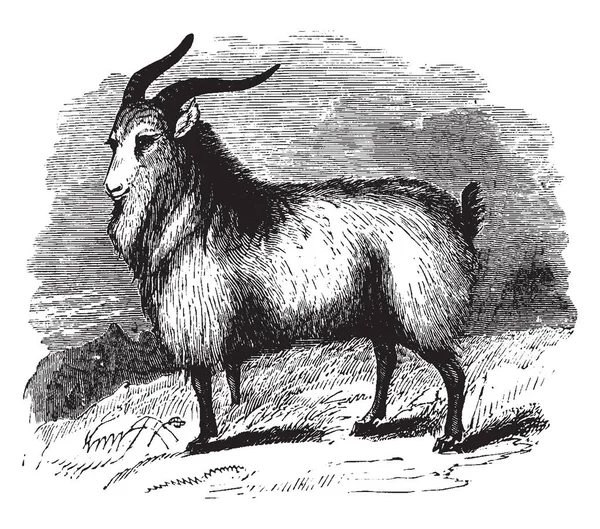 Common Goat Подвид Козы Прирученный Дикой Винтажной Линии Рисунка Гравировки — стоковый вектор