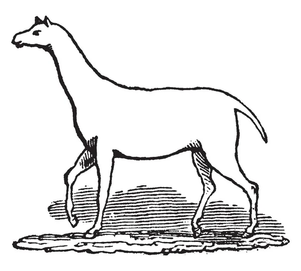 Anoplotherium Gracile Era Proporciones Elegantes Que Asemejaban Tamaño Forman Gacela — Vector de stock