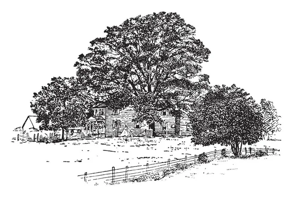 Resmi beyaz meşe. Yaprakları geniş, düz ve Pinnately loblu vardır. Meyve saçak olmadan Kupası vardır. Çok çeşitli yaşam boyunca Ohio, vintage çizgi çizme veya oyma illüstrasyon bulunur.