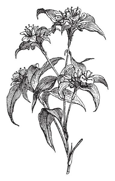 Bir resmi bir şube gösteren ve Commelina çiçek dayflowers çiçek, vintage çizgi çizme ya da oyma illüstrasyon .kısa hayatlarımızın nedeniyle olarak da adlandırılan.