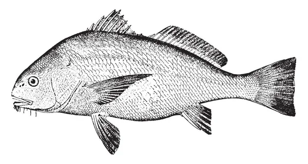 Davul olarak da bilinen mavi Drum, vintage çizgi çizme veya oyma resimde siyah.