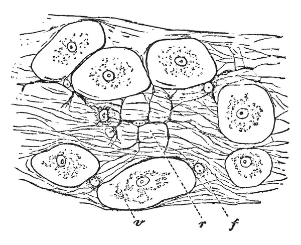 蛞蝓的结缔组织 复古线条画或雕刻插图 — 图库矢量图片