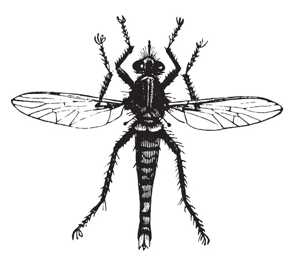 Kousání Fly Pravda Mouchy Rodině Tabanidae Vintage Kreslení Čar Nebo — Stockový vektor