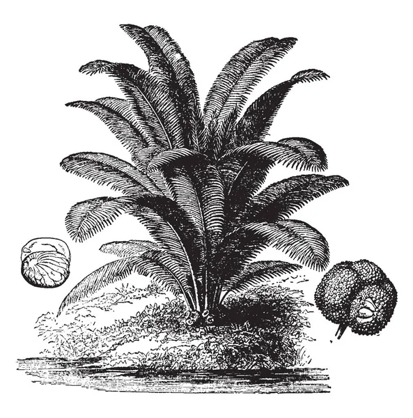 在这张图片中 为植物生产种子的棕榈树被命名为 复古线条绘画或雕刻插图 — 图库矢量图片