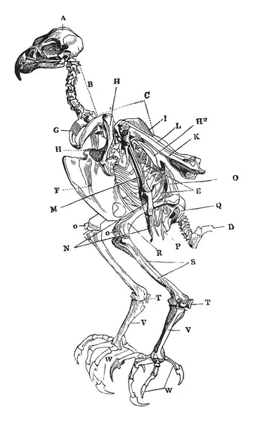 Cette Image Représente Squelette Épervier Dessin Ligne Vintage Une Illustration — Image vectorielle