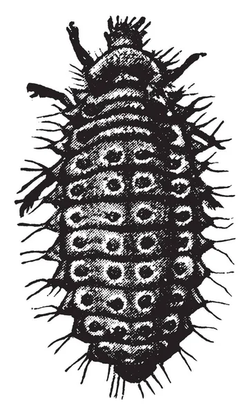 这张图片代表维达莉亚夫人甲壳虫 复古线条画或雕刻插图 — 图库矢量图片