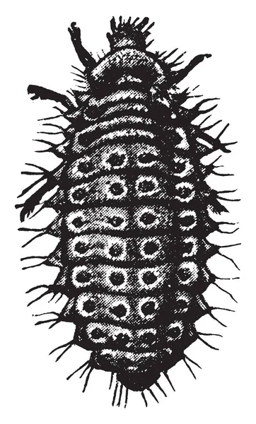 Изображение Представляет Собой Изображение Ведалии Леди Жук Рисунок Винтажной Линии — стоковый вектор