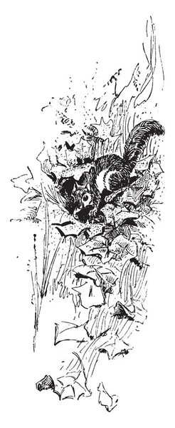 Eichhörnchen Blättern Diesem Bild Vintage Linienzeichnung Oder Gravierillustration — Stockvektor