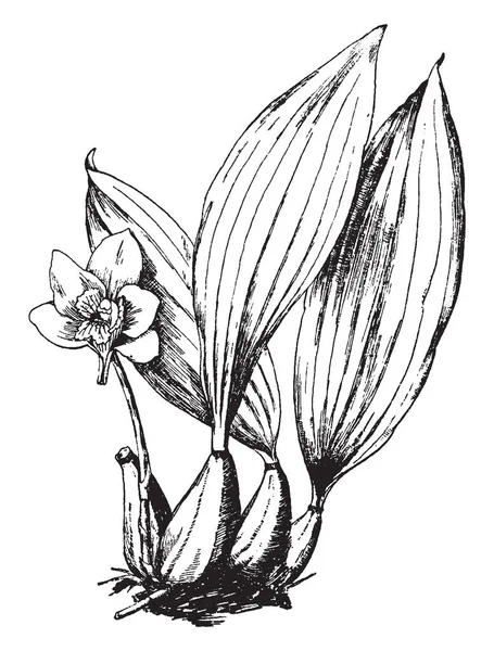 Das Bild Zeigt Bifrenaria Harrisoniae Deren Blätter Einzeln Wachsen Blütenfarbe — Stockvektor