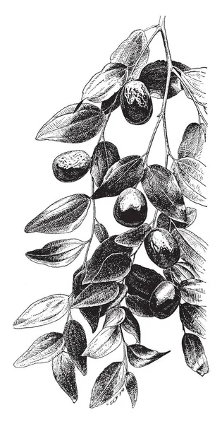 红枣属是沙棘属的紫菜属 也被称为红色日期 中国日期或印度枣 复古线画或雕刻插图 — 图库矢量图片