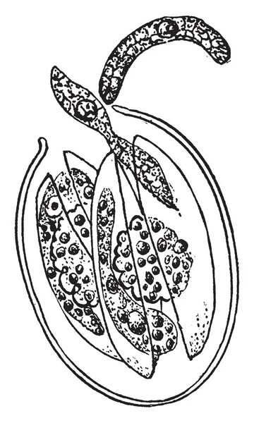 Illustration Liberation Cyclospora Cayetanensis Spores Vintage Line Drawing Engraving Illustration — Stock Vector