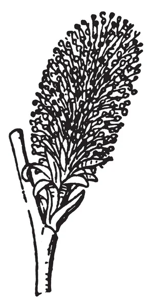 Weidenkätzchen Sind Als Gelbwurz Bekannt Laubbäume Und Sträucher Linienzeichnung Oder — Stockvektor