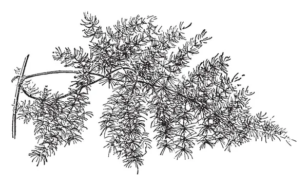 이미지의 아스파라거스 Plumosus Tenuissimus 독특한 빈티지 드로잉 — 스톡 벡터