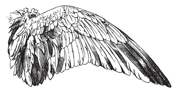 Wildgänseflügel Haben Einen Vogelflügel Vintage Linienzeichnung Oder Gravierillustration — Stockvektor