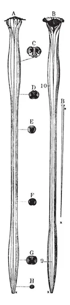 Moelle Épinière Médulla Oblongata Dessin Ligne Vintage Illustration Gravure — Image vectorielle