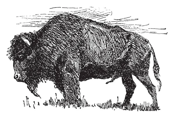 Buffalo Gran Bovino Originario Dibujo Línea Vintage Ilustración Grabado — Vector de stock