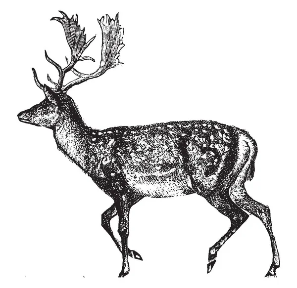 鹿是形成家庭鹿科的反刍动物哺乳动物 复古线条画或雕刻插图 — 图库矢量图片