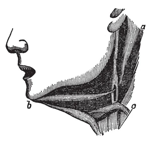 Questa Illustrazione Rappresenta Muscoli Della Mascella Inferiore Disegno Linee Vintage — Vettoriale Stock