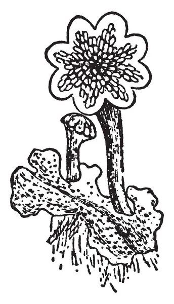 Ein Bild Von Marchantia Polymorpha Das Den Thallusanteil Mit Zwei — Stockvektor