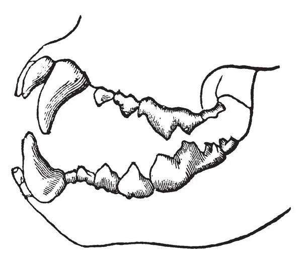 Ясоїдний Скелет Зуби Ясоїдної Тварини Живе Поодинці Плоті Вінтажний Малюнок — стоковий вектор