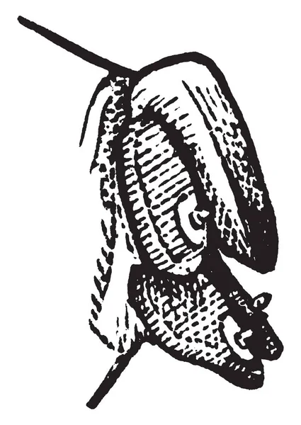 Пчелиная Муха Вид Systaechus Oreas Винтажный Рисунок Линии Очаровательная Иллюстрация — стоковый вектор