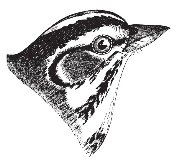 Oldukça büyük Amerikan serçe, vintage çizgi çizme veya oyma illüstrasyon toygar serçe olduğunu.