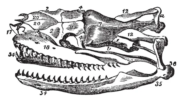 Serpent Skull Est Des Symboles Mythologiques Les Anciens Les Répandus — Image vectorielle