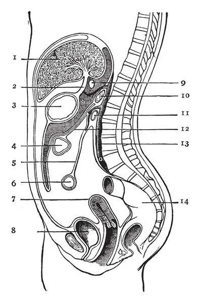 Peritoneo Una Gran Membrana Serosa Que Forma Macho Saco Cerrado — Archivo Imágenes Vectoriales