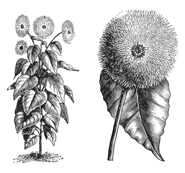Obraz Pokazuje Zwyczaj Wolnostojący Pojedyncza Głowa Kwiat Rośliny Słonecznik Odwieczne — Wektor stockowy