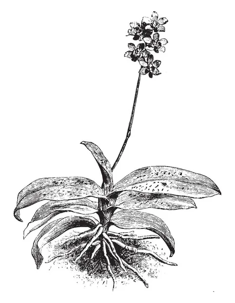 Dies Ist Eine Abbildung Von Phalaenopsis Die Als Mottenorchidee Bekannt — Stockvektor