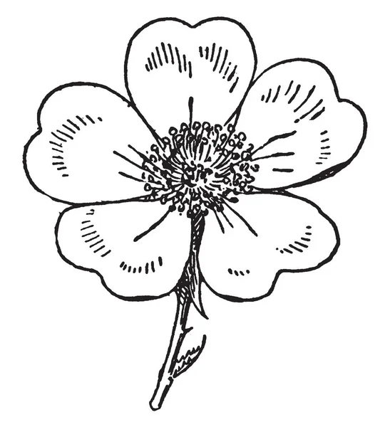 Sarı petal çiçek bilinir. Beş yaprakları, vintage çizgi çizme veya oyma illüstrasyon şeklinde petal kalp.