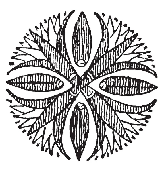 Lotus çiçeği rozet süsleme stilize dört, vintage çizgi çizme veya oyma illüstrasyon inşa edilmiştir vardır.