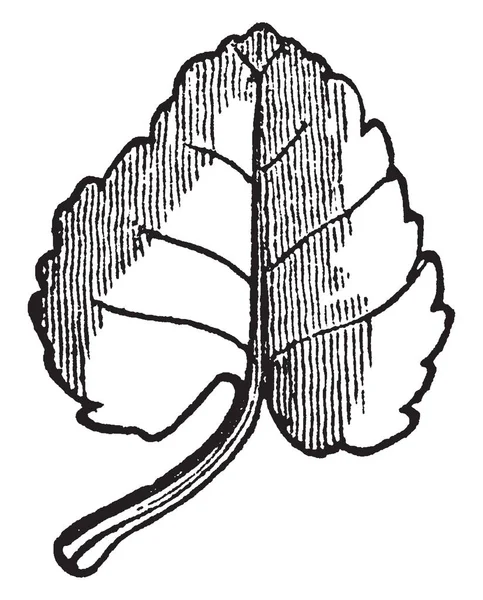 心形叶是圆形的 叶子是一个薄和小 复古线条画或雕刻插图 — 图库矢量图片