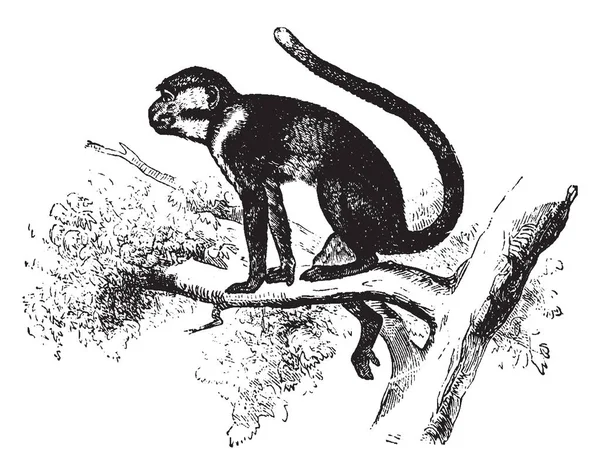 Malbrouck Primate Del Viejo Mundo África Que Pertenece Género Chlorocebus — Archivo Imágenes Vectoriales