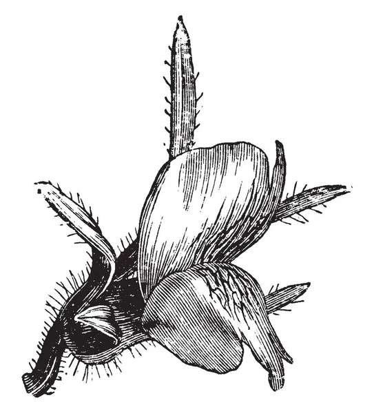 Een Foto Toont Plant Antirrhinum Orontium Bloem Bloemen Zijn Grote — Stockvector