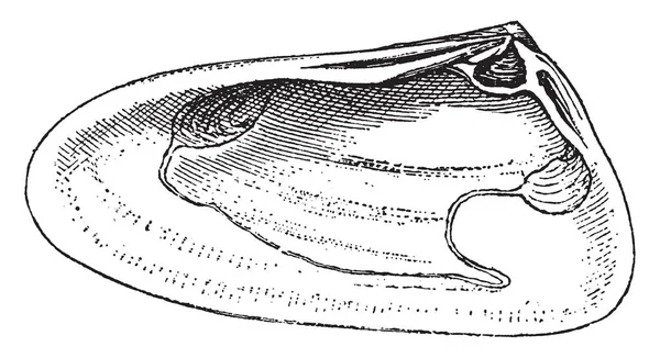 Rätt Ventil Mollusk Något Mjuk Arbetsföra Ryggradslösa Kongospråken Mollusca Oftast — Stock vektor