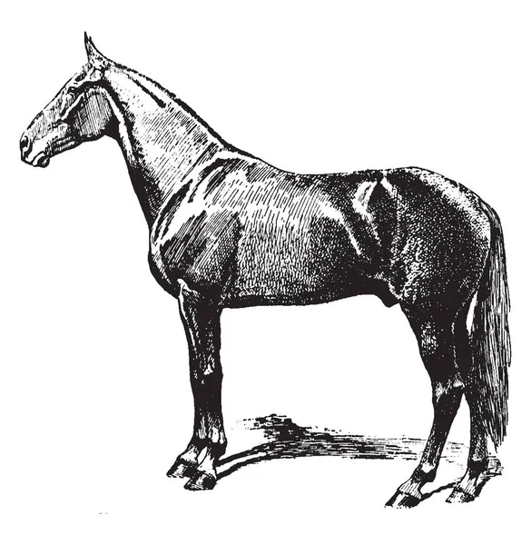 Paard Van Snelheid Die Een Snelheid Type Paard Met Goed — Stockvector