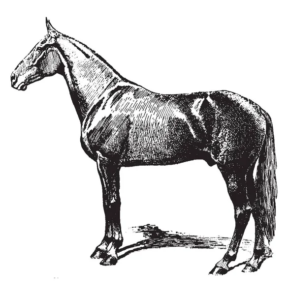 Cheval Vitesse Qui Est Cheval Type Vitesse Avec Des Pattes — Image vectorielle