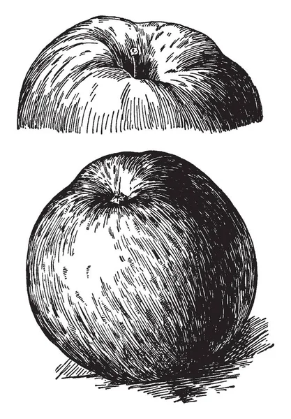 Diesem Bild Ist Ein Nördlicher Spion Apfel Vintage Linienzeichnung Oder — Stockvektor