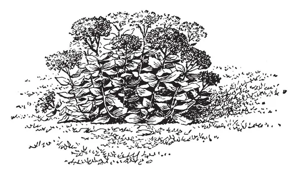 Рисунке Изображено Цветущее Седумское Растение Принадлежит Семейству Crassulaceae Которое Является — стоковый вектор