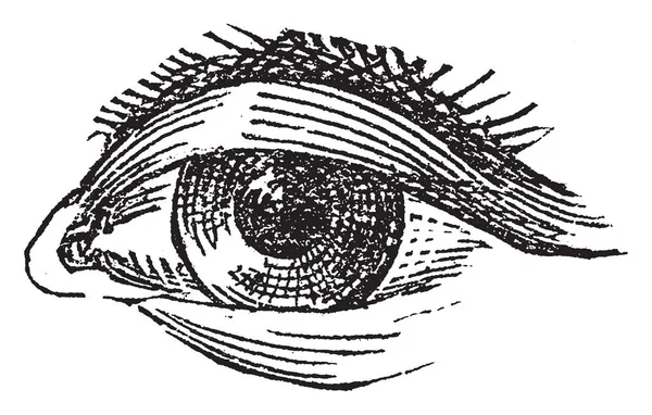 Иллюстрация Представляет Глаз Винтажные Линии Рисунок Гравировка Иллюстрации — стоковый вектор