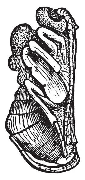 Esta Imagen Representa Parasite Wasp Pupa Dibujo Línea Vintage Ilustración — Vector de stock