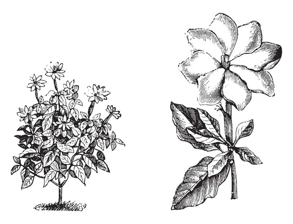 Immagine Mostra Abitudine Distaccato Singolo Fiore Gardenia Thunbergia Fiore Questa — Vettoriale Stock