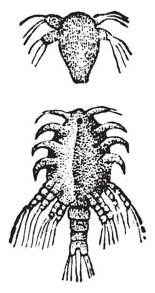 Lernaea의 빈티지 새겨진 1880의 자연사 — 스톡 벡터
