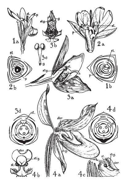 Bild Visar Order Cannaceae Marantaceae Och Orchidaceae Och Bild Beskrivs — Stock vektor